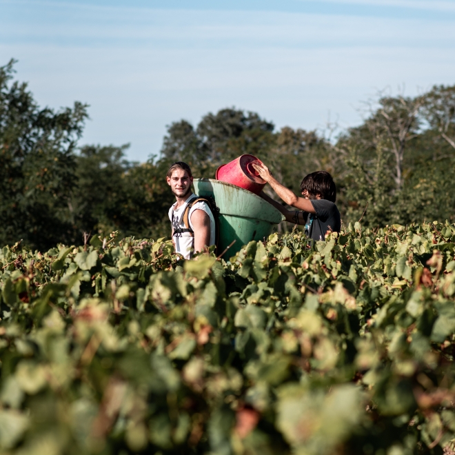 vendanges pour obbo